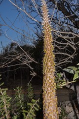 Alluaudia ascendens