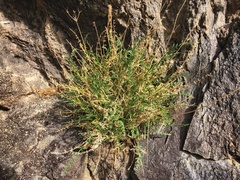 Cymopterus terebinthinus
