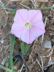 Convolvulus erubescens