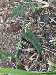 Convolvulus erubescens