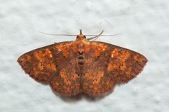 Sarobides inconclusa