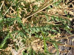 Cymopterus terebinthinus