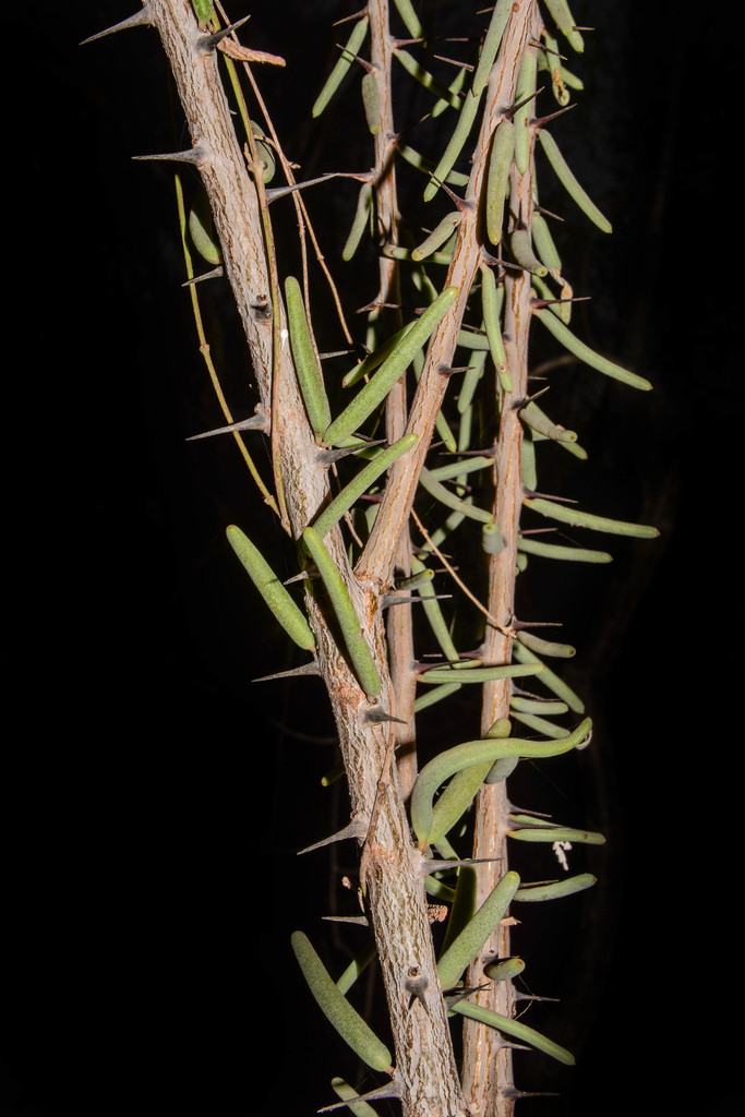 Alluaudiopsis fiherenensis
