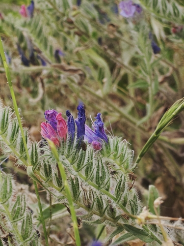 Judean Viper's-bugloss