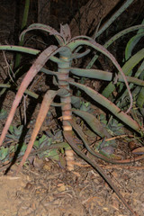 Aloe divaricata