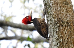 Campephilus guatemalensis