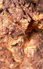 Meteorinae