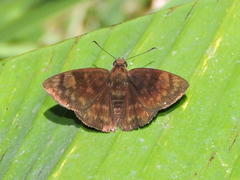 Pachyneuria licisca