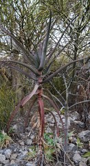 Aloe suzannae