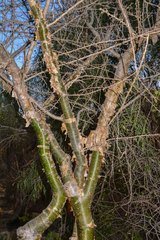 Commiphora simplicifolia