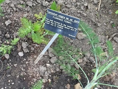 Foeniculum vulgare dulce