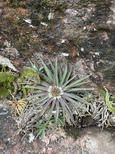 Sincoraea albopicta