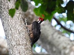 Campephilus guatemalensis