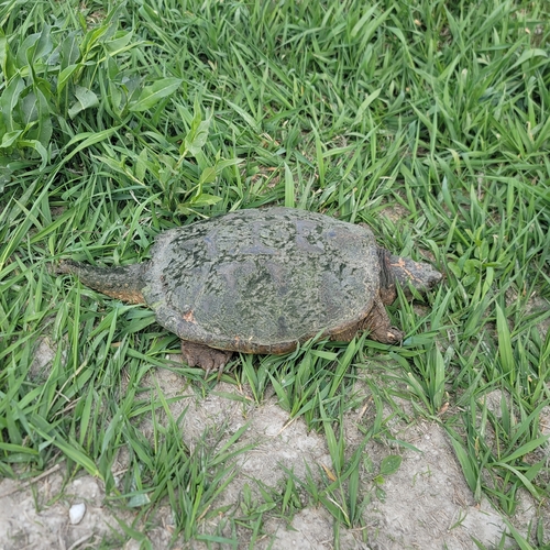 Common Snapping Turtle observed by doll4545