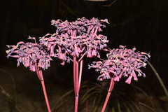 Kalanchoe laetivirens