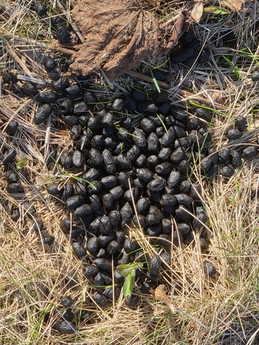 White-tailed Deer observed by tmomeyer