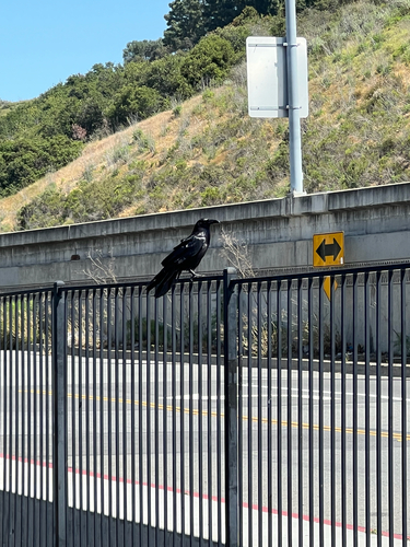 Common Raven observed by nightbusvibes