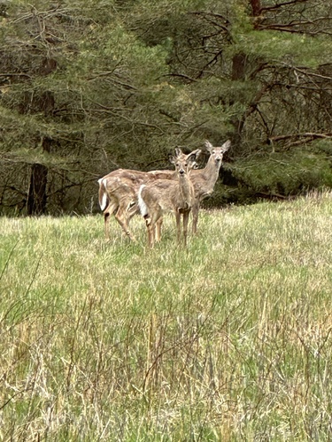 White-tailed Deer observed by glawrence21