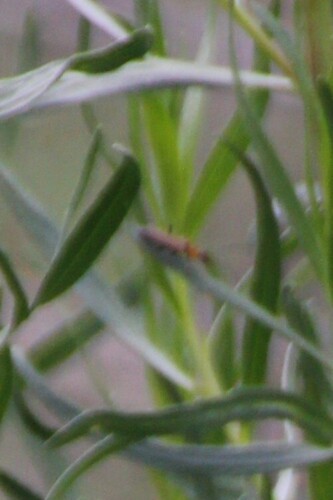 iNaturalist observation photo of Dichelotarsus