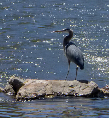 Great Blue Heron observed by pogonomyrmex