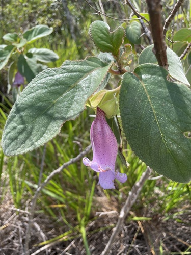 Paliavana tenuiflora