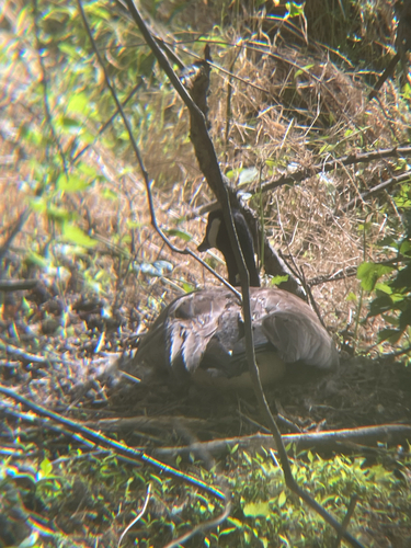 Canada Goose observed by oli_sigler