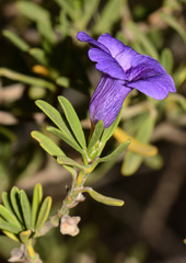 Ruellia latisepala
