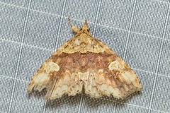 Tamba capatra