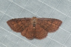 Toanopsis particolor