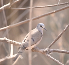Turtur abyssinicus