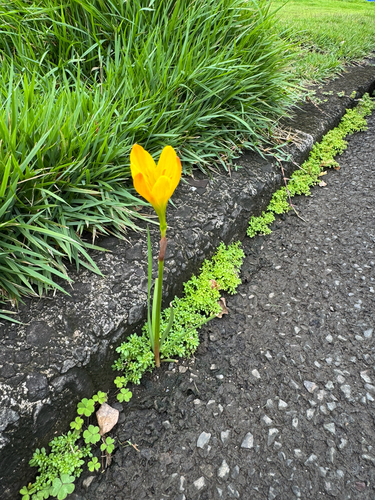 Zephyranthes citrina, 2026-04-13