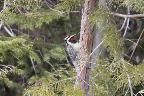 Yellow-bellied Sapsucker observed by jjhobservations