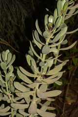 Senecio crassissimus
