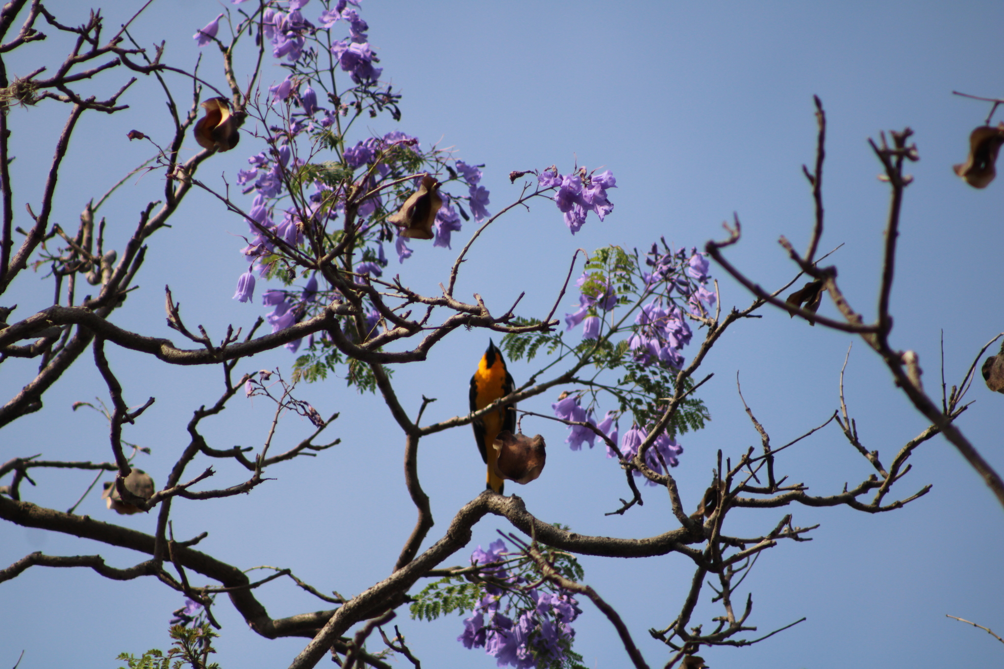 Black-backed Oriole (Icterus abeillei), photo 4