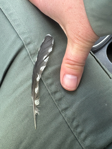 Yellow-bellied Sapsucker observed by bethanykilcrease