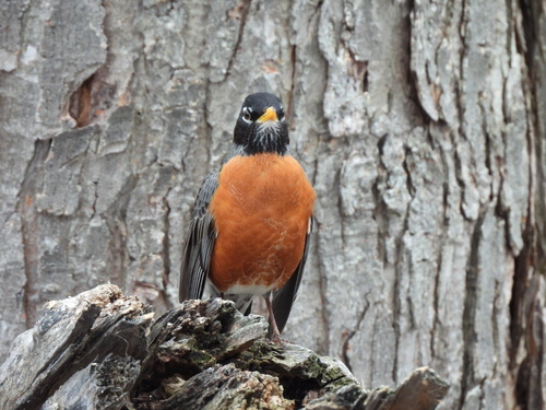 American Robin observed by elodie_r