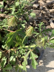 Hibiscus tridactylites