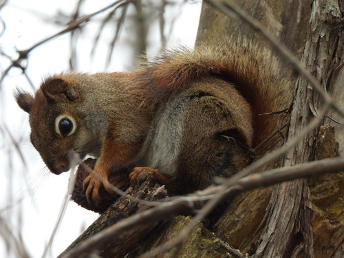 American Red Squirrel observed by elodie_r