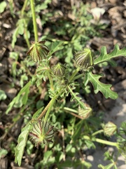 Hibiscus tridactylites