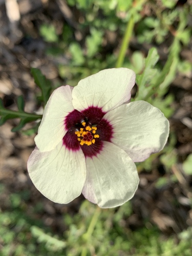 Hibiscus tridactylites, photograph 5