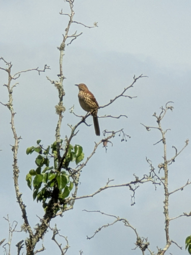 Brown Thrasher