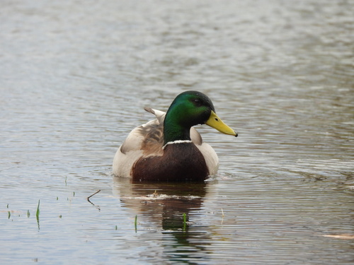 Mallard observed by elodie_r