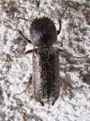 Amphicerus bicaudatus