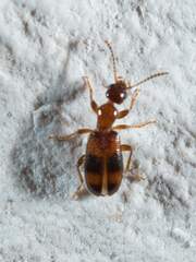 Vacusus vicinus