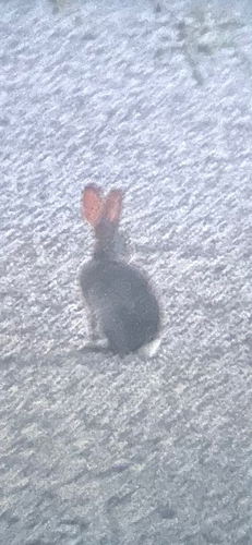 Desert Cottontail observed by basking_shark_naturalist