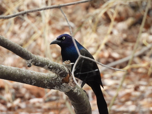 Common Grackle observed by elodie_r