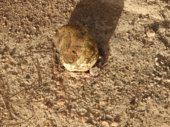 Pisolithus marmoratus