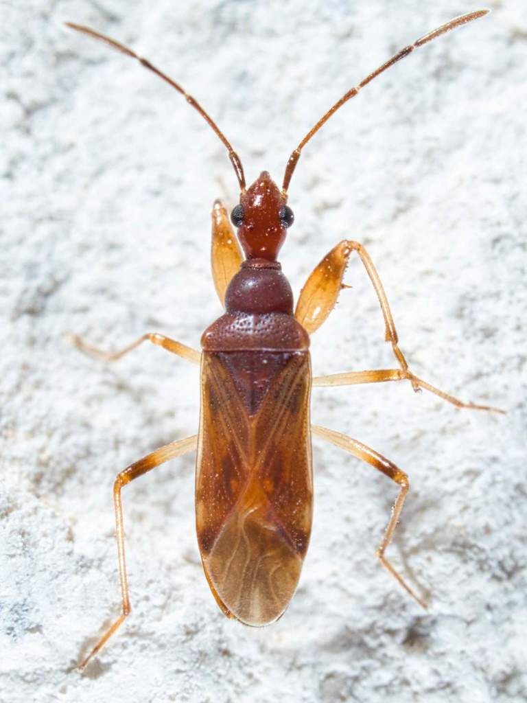 Cinnamon Seed Bug