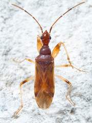 Heraeus cinnamomeus
