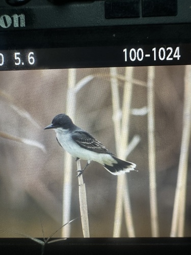Eastern Kingbird observed by austinbwood